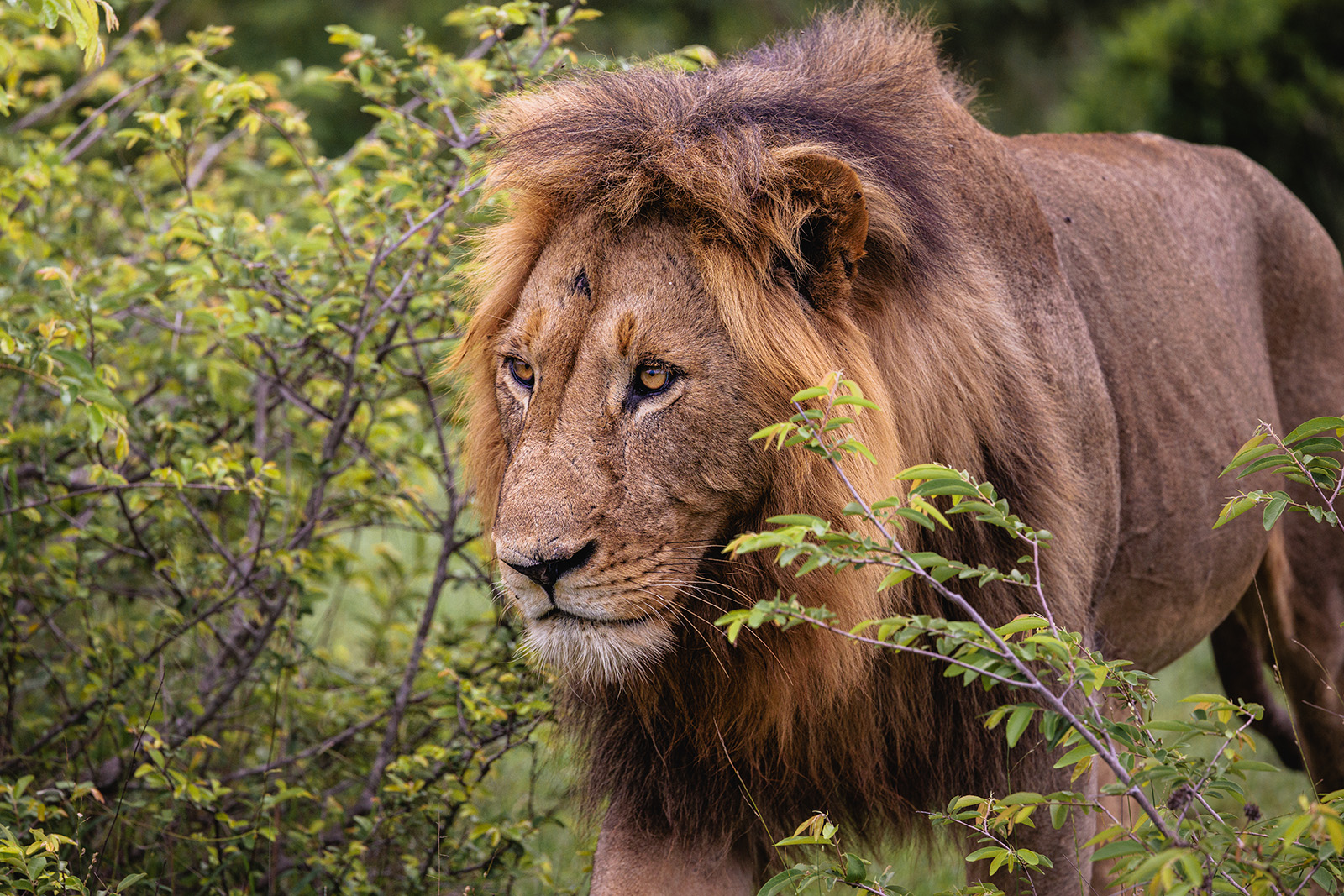 A lion walks through bushes