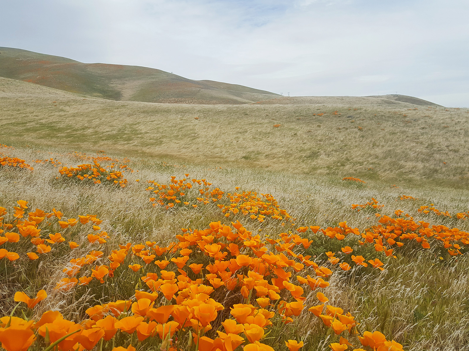 Open field with orange flowers on the ground