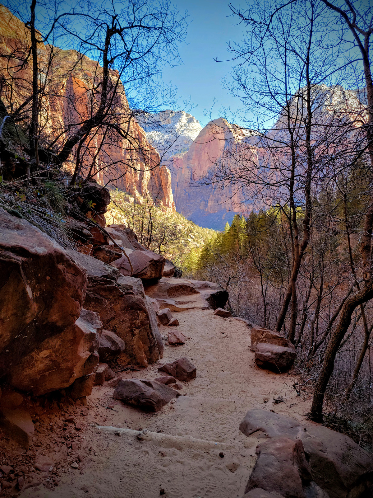 Dirt trail surrounded by dried trees with mountains in the distance