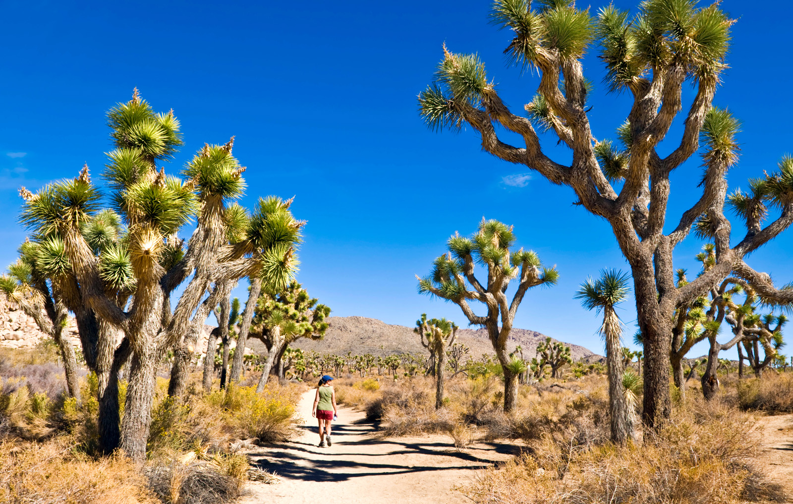 Valley of Joshua trees, with a woman walking on a dirt path