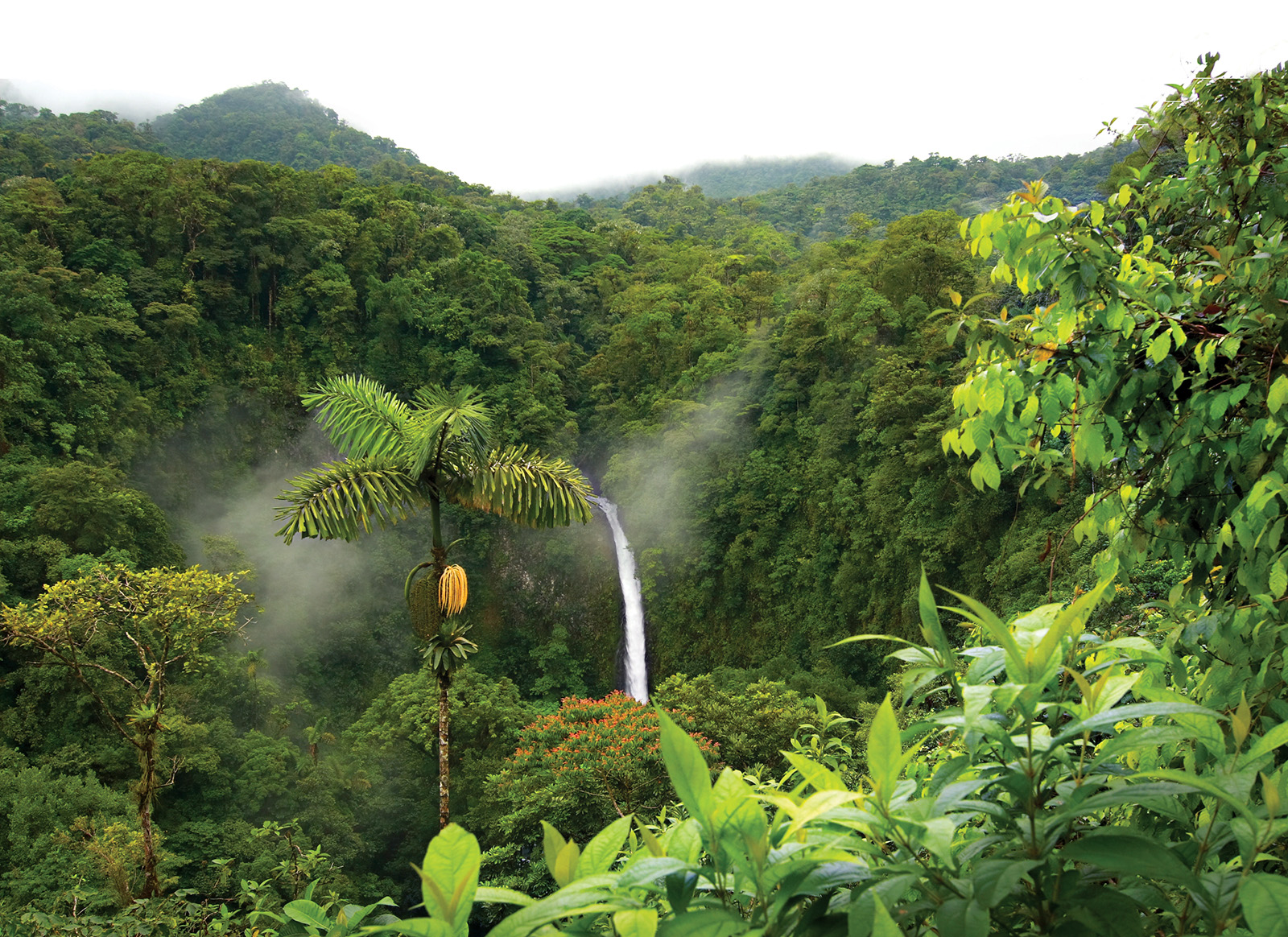 Sky view of jungle with tall banana trees and fog