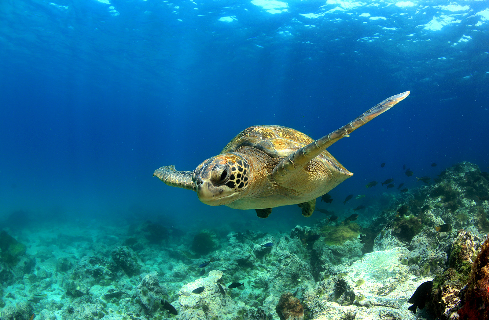 Turtle swimming under water