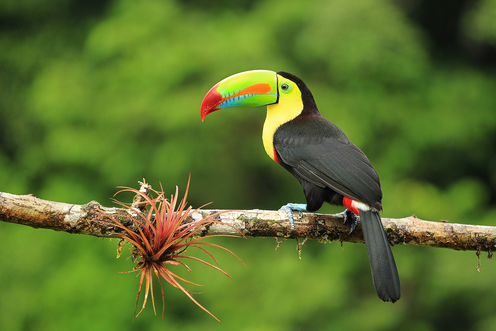 Toucan bird sitting on a tree branch
