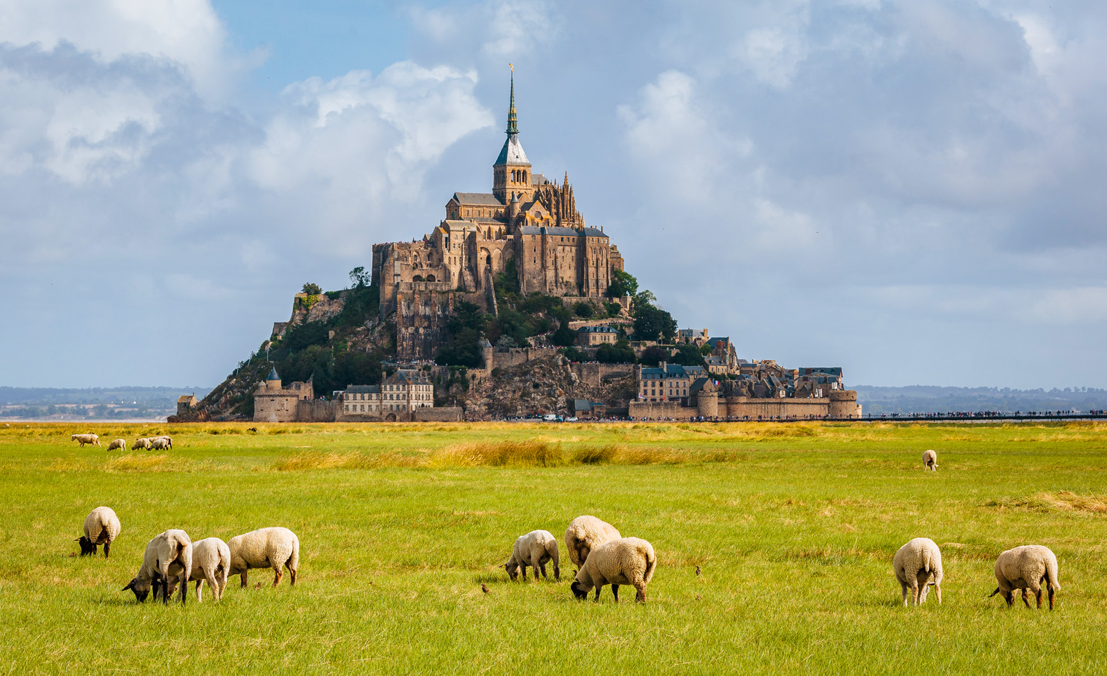 Sheep roaming a large green pasture, in front of a castle on an island