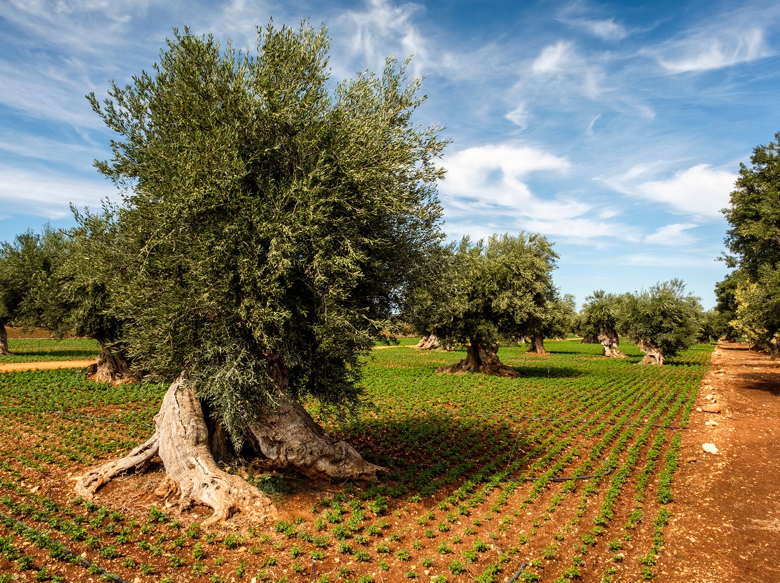 Large field of crops and trees