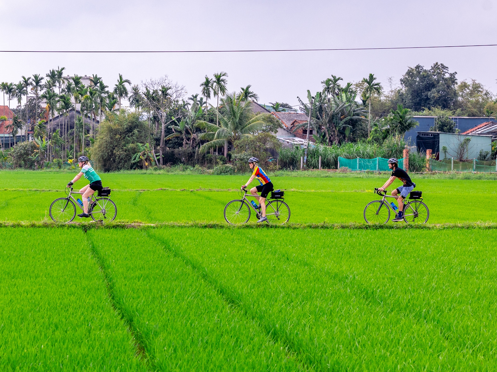 Three people riding bikes in a road surrounded by large rice paddies