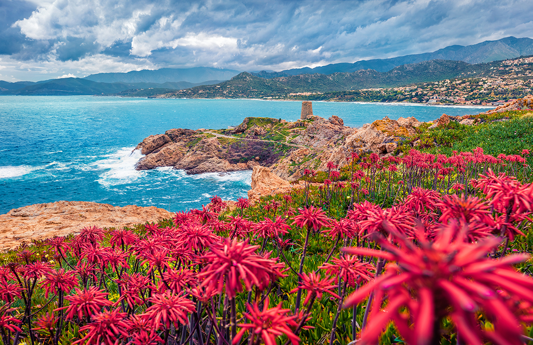 Red flowers on top of a hill, looking out towards the ocean