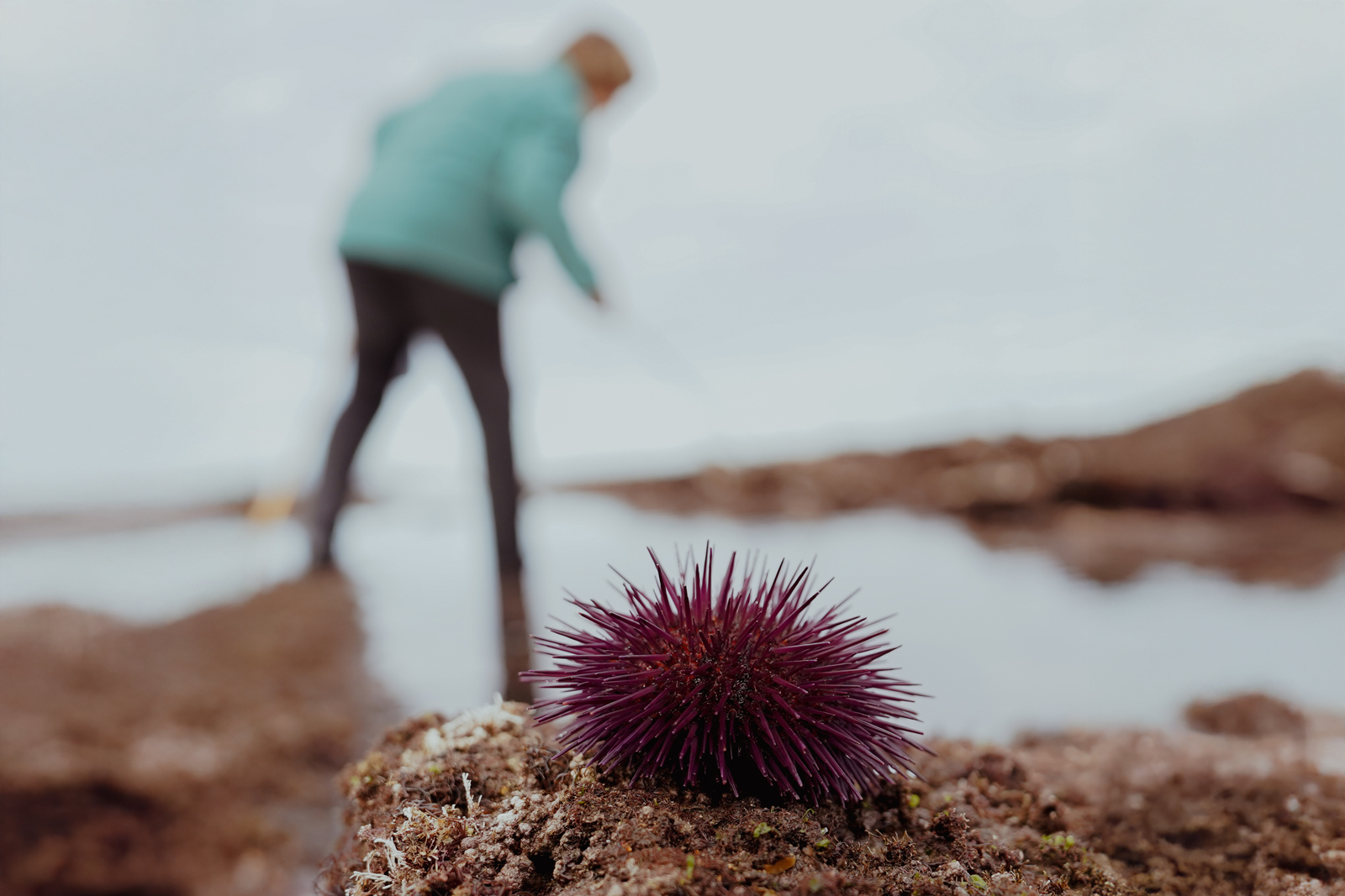 Red sea urchin on a rock, with a blurry image of a woman in the background
