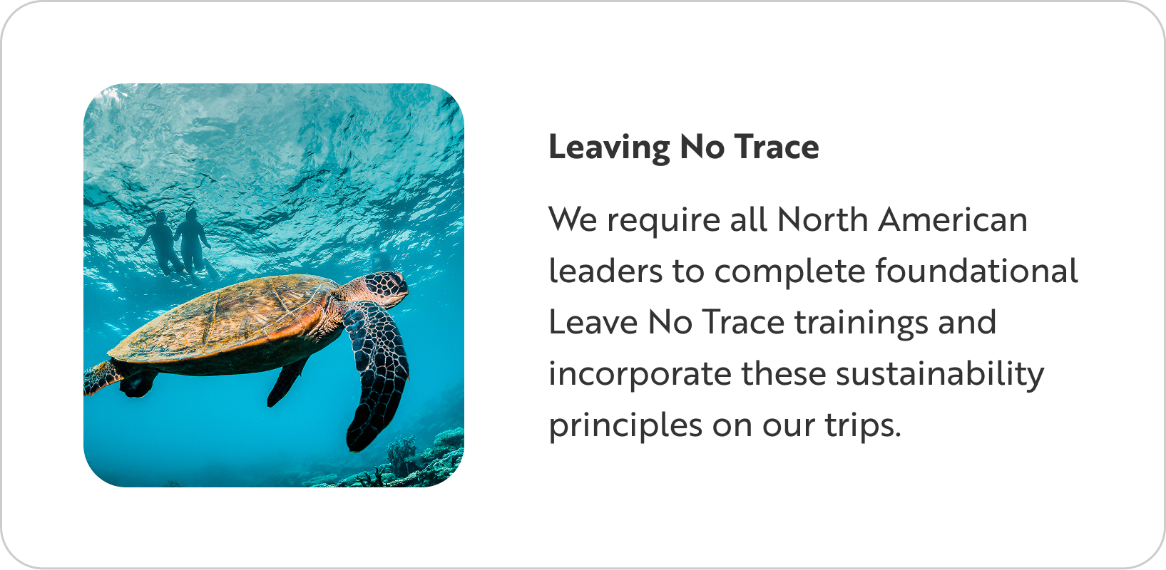 Sea turtle swimming in blue water