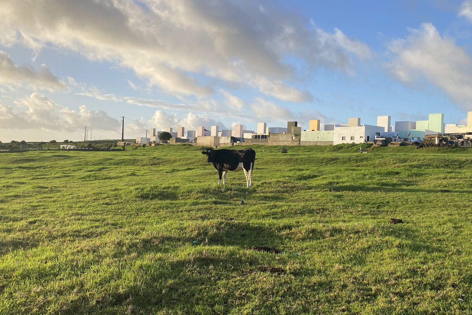 Cow standing in the middle of an open grass field
