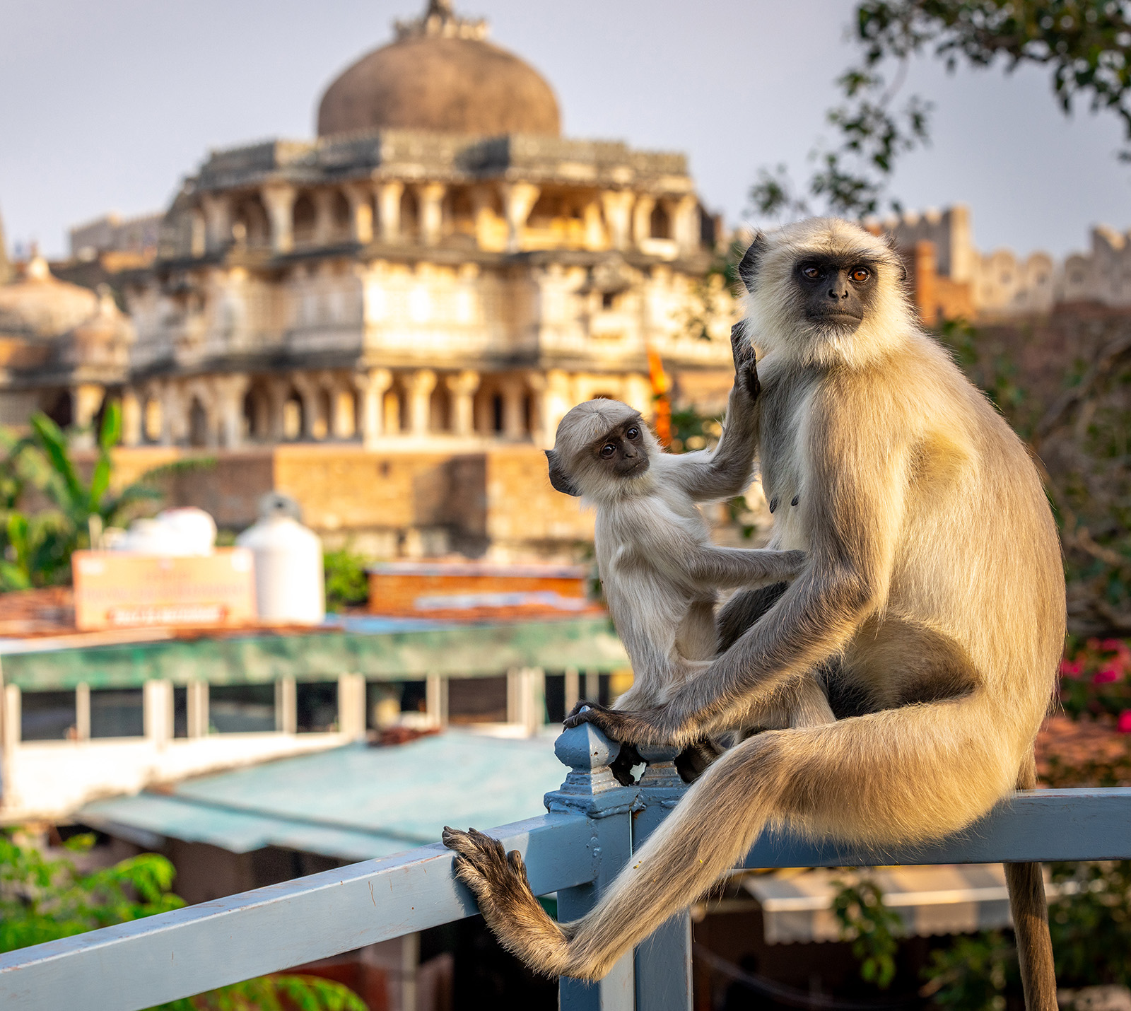 Two monkeys sitting on a guard rail, with a view of a temple in the background