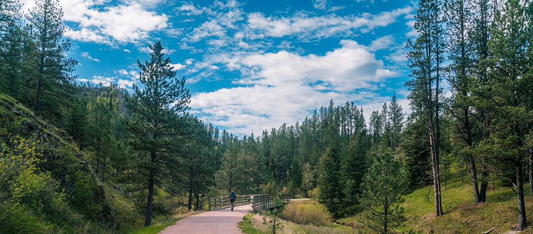 Person biking on a road, surrounded by a lush forest