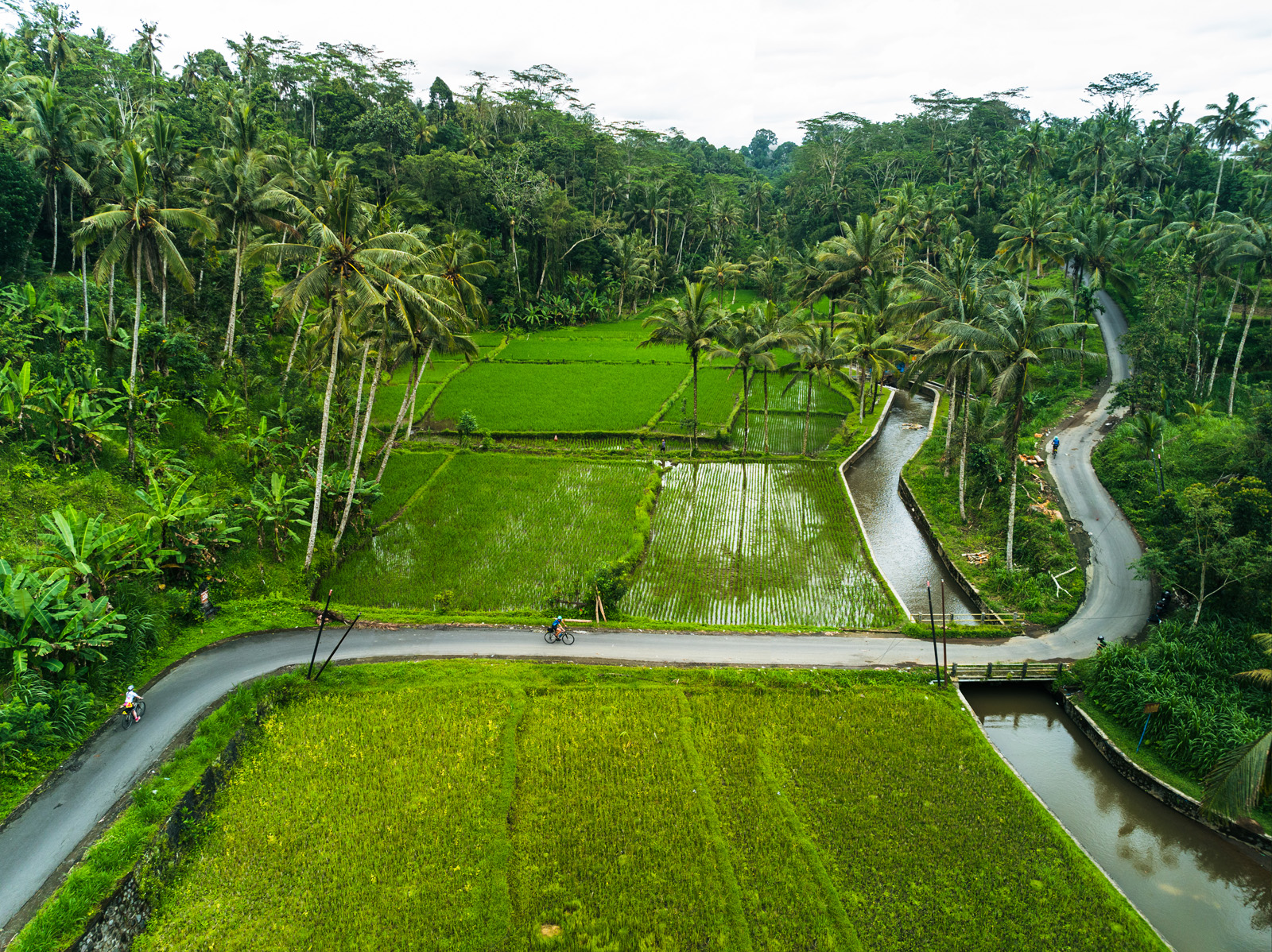 Person biking on a road cutting through two large rice paddies