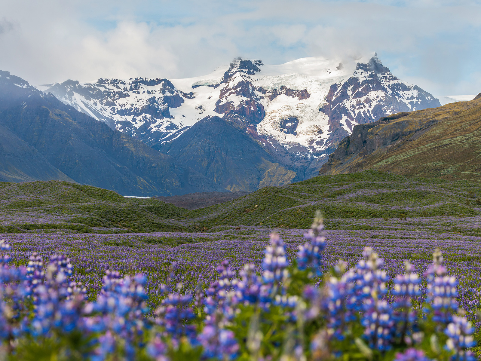 Large field of lavender flowers with ice-capped mountains in the distance