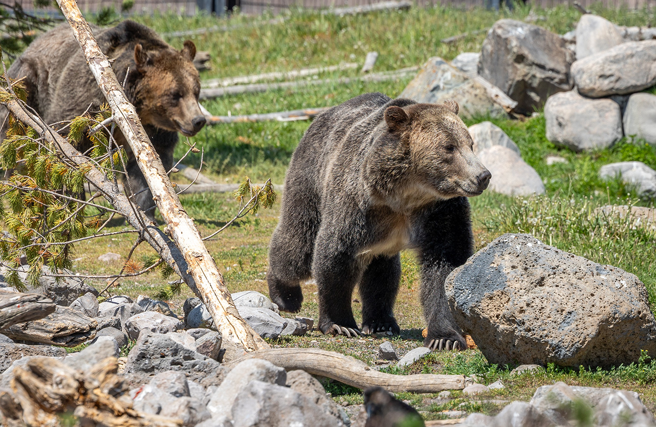 Two bears walking through a grassy valley with dried tree branches on the ground