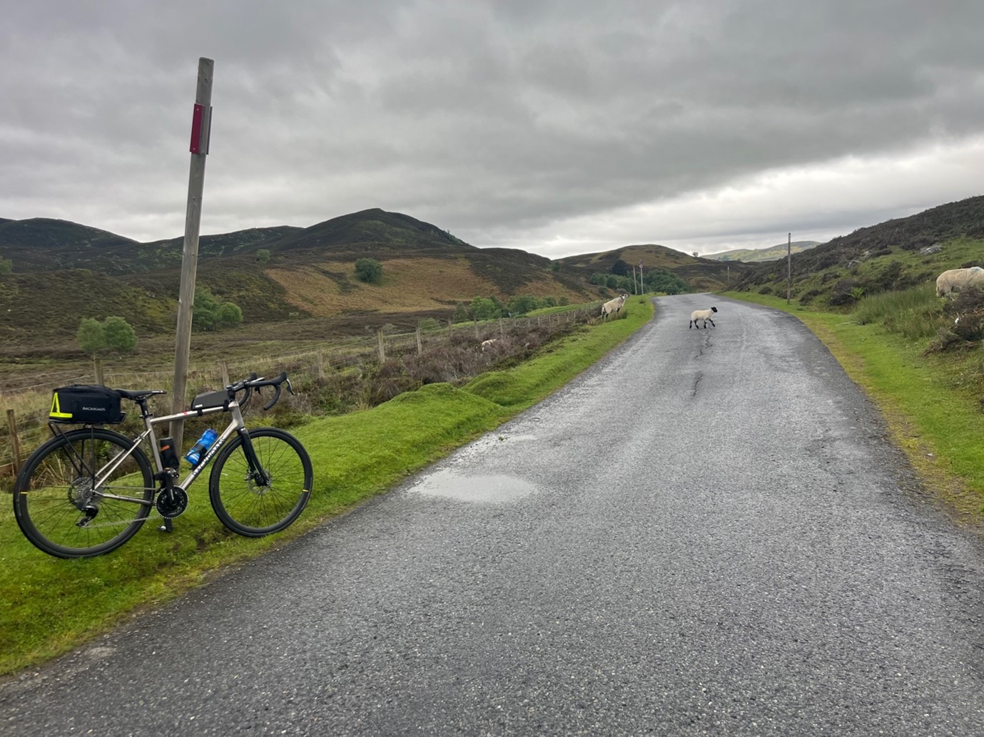 Bike leaning on a wooden post next to a road, with two lambs walking across