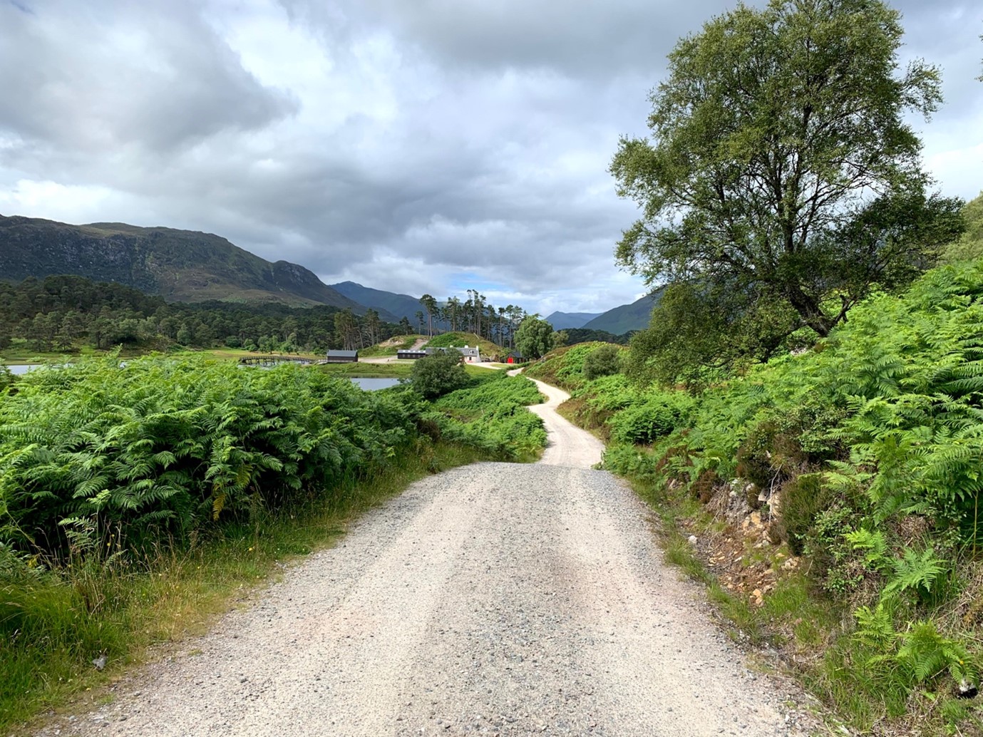 Bumpy, dirt road surrounded by lush plants and trees