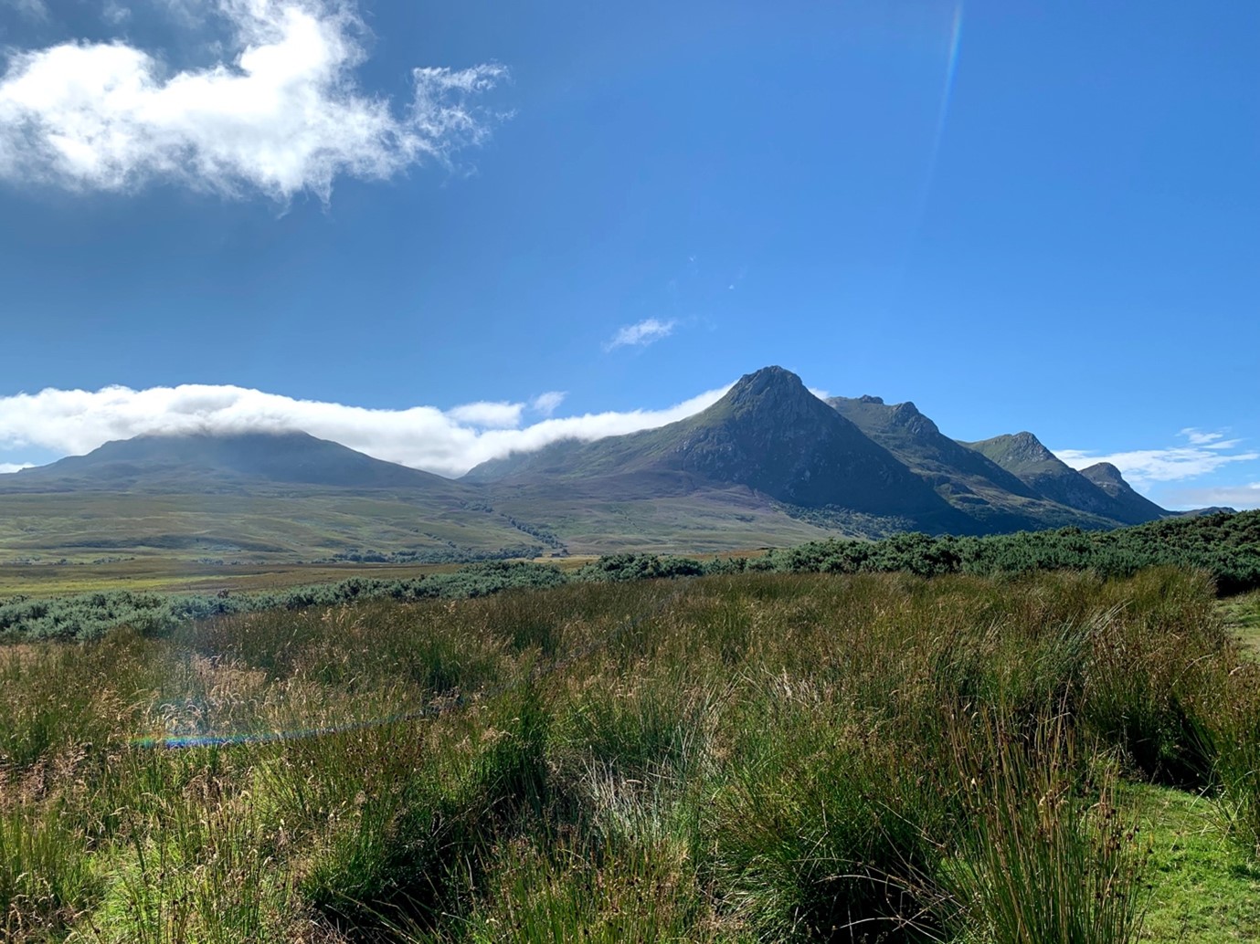 Large field of plants and grass, with large mountains in the distance