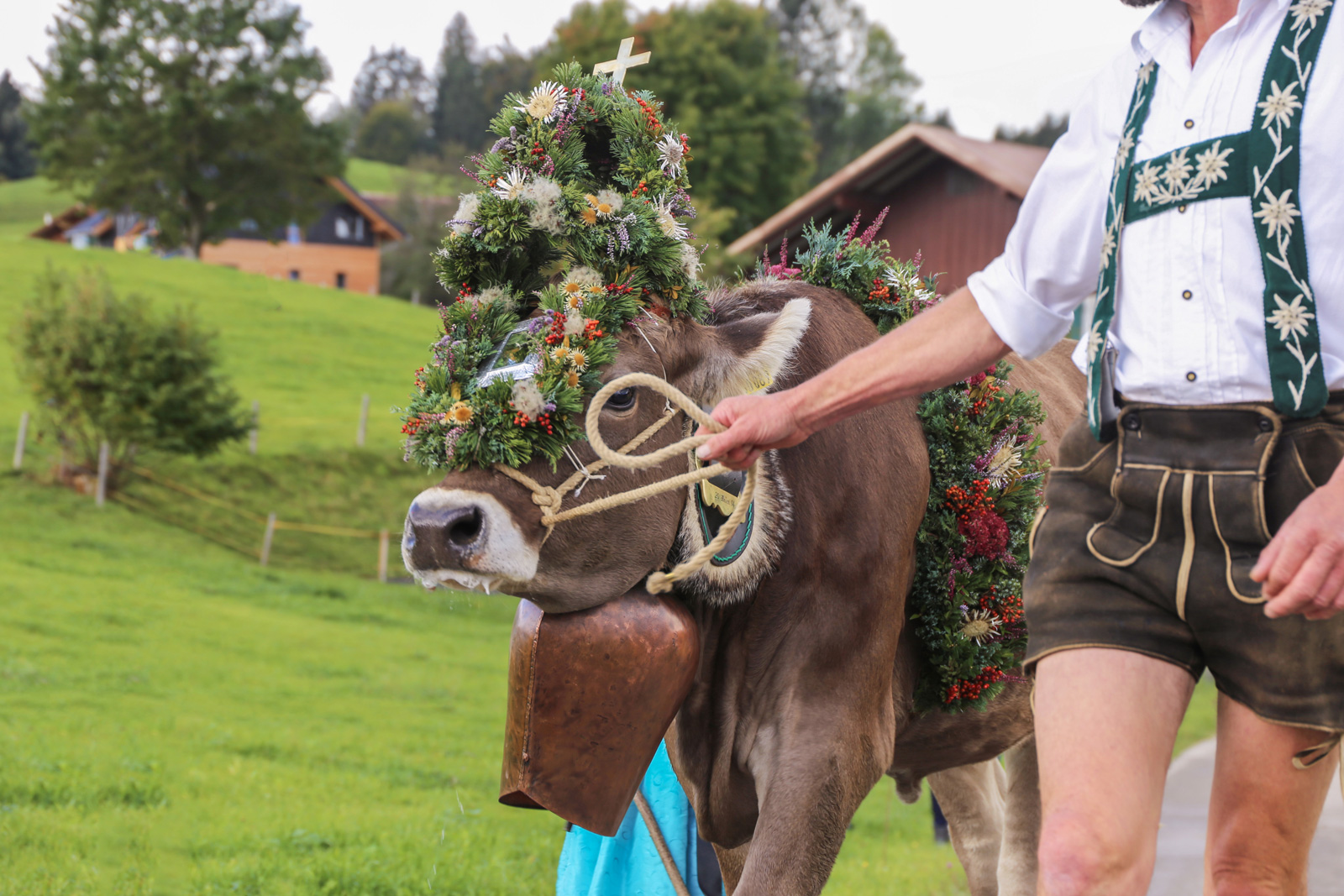 Man walking with a cow wearing a traditional head dress