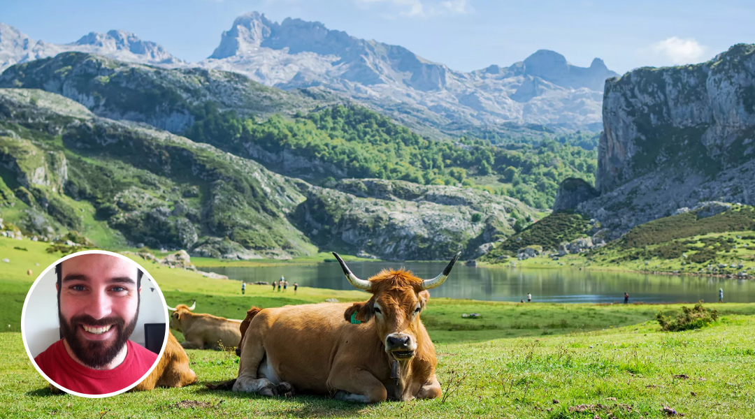 Cow laying down in a pasture