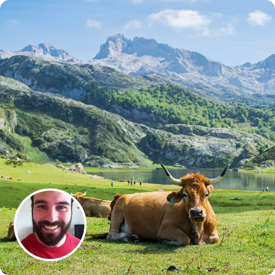 cow laying down in a green field