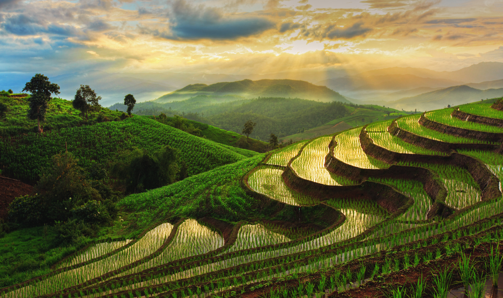 Grassy hills with rice paddies and the sun peeking through the clouds