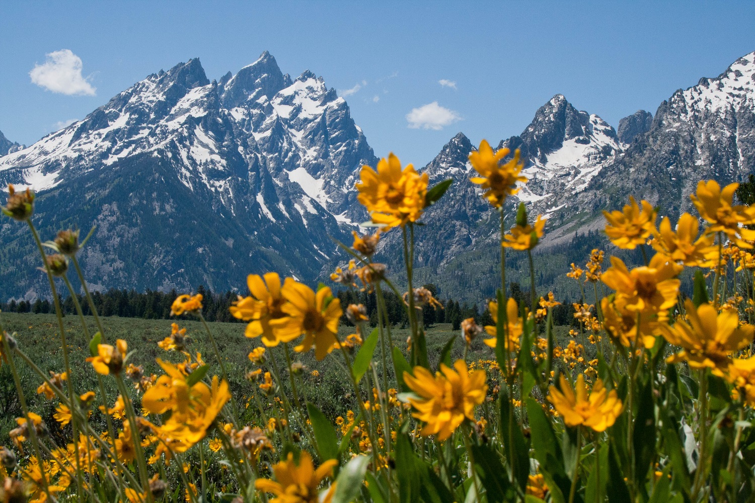 Yellow flowers with mountains in the background
