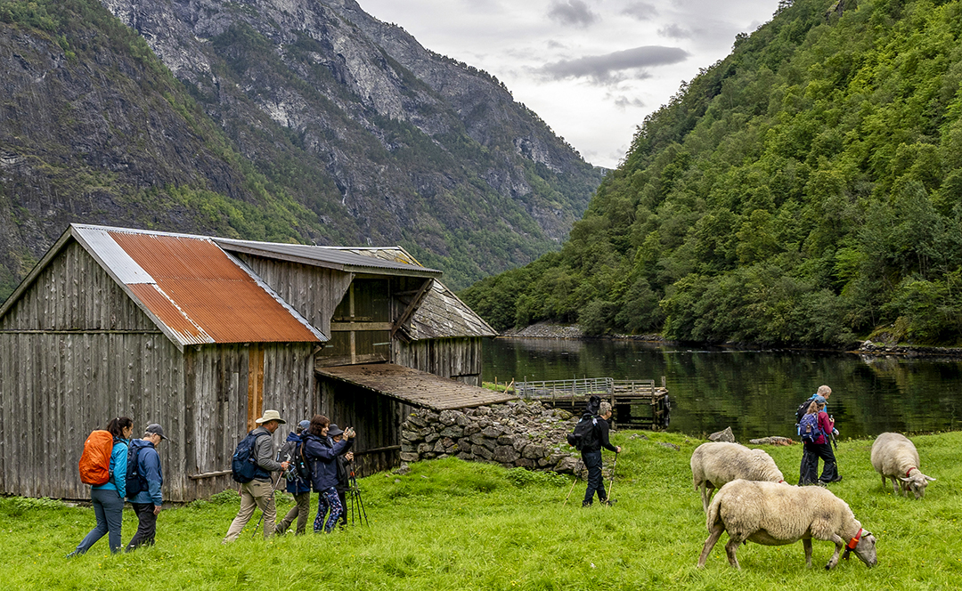Group of people taking photos of sheep on a grassy field