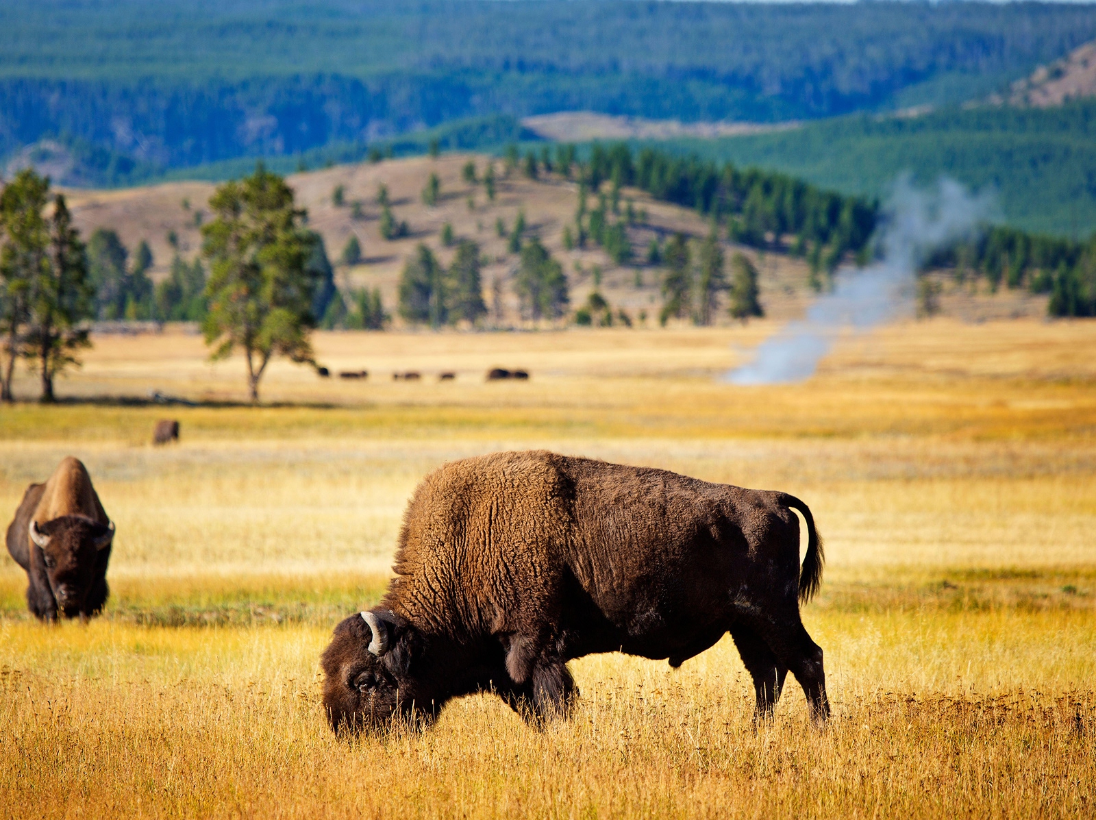 Two buffalo roaming on an open field