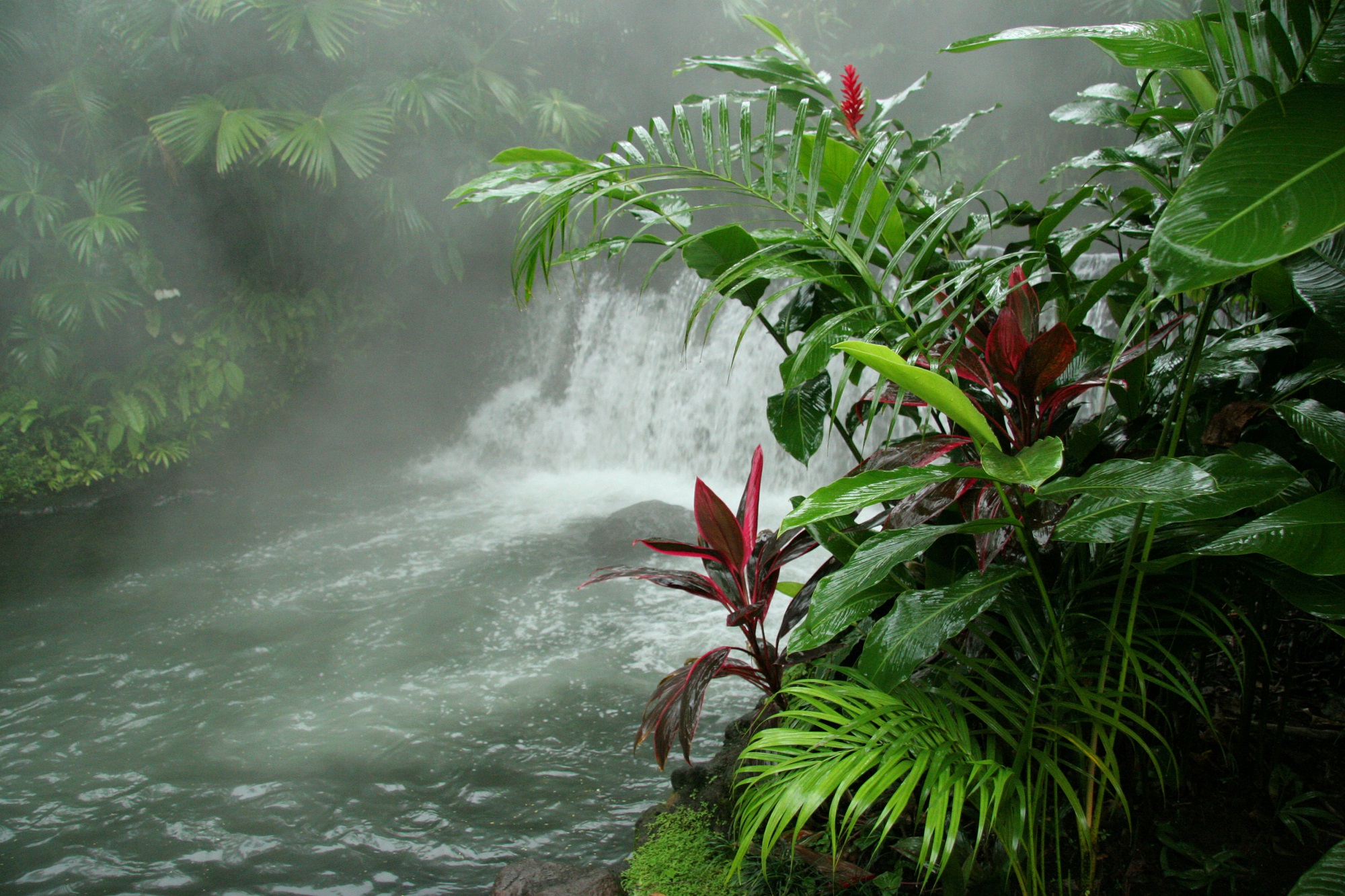 Hot spring surrounded by green and red plants