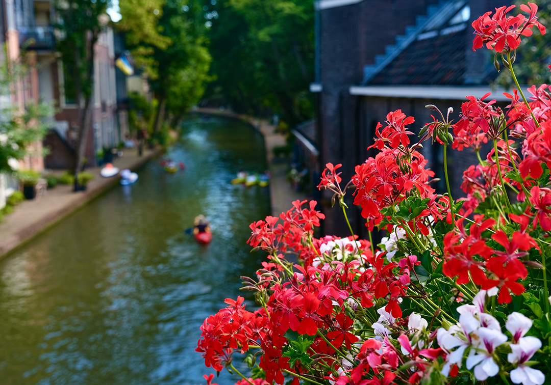 Red flowers on top of a river with people on kayaks paddling through