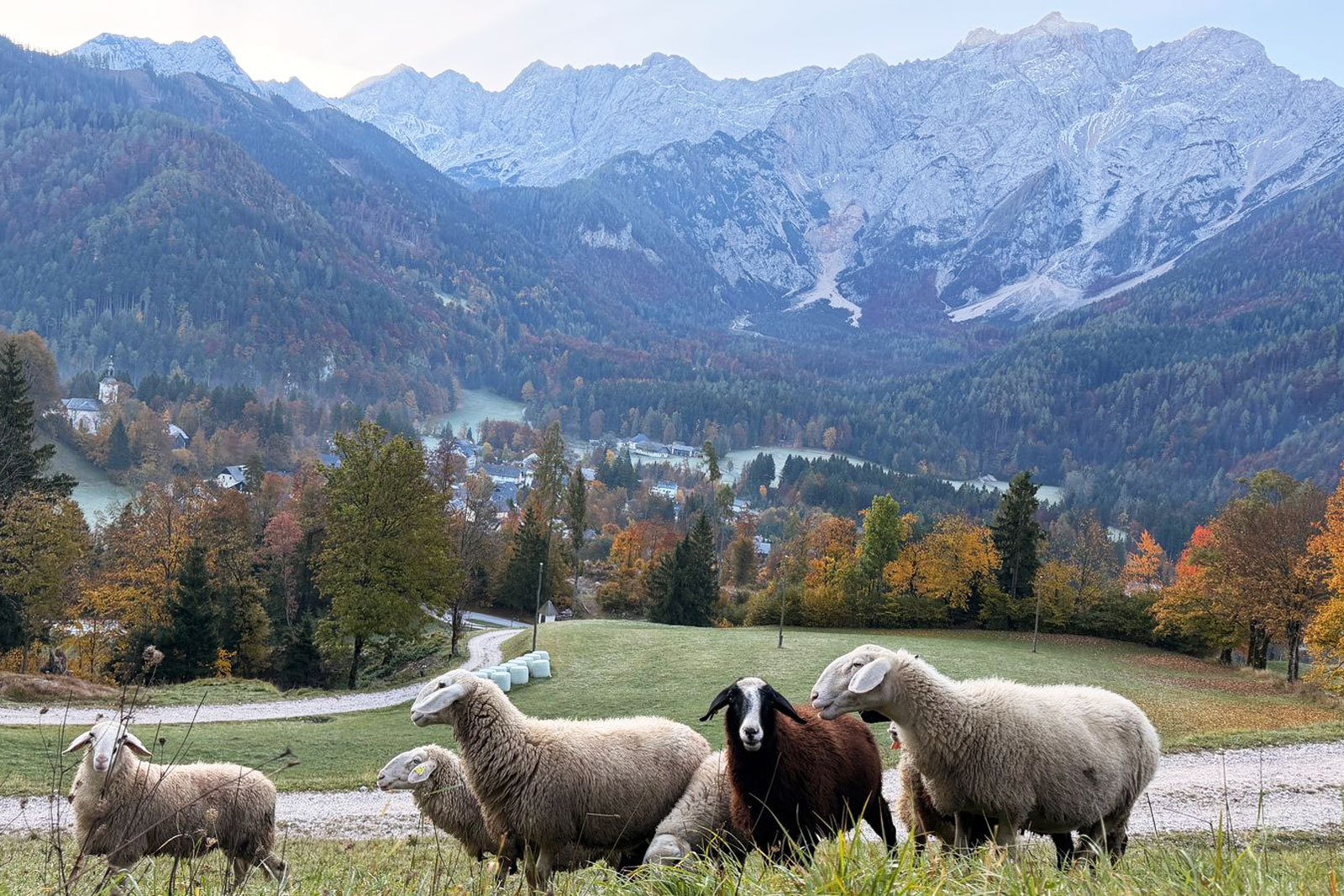 Herd of sheep walking on grass with large mountains in the distance