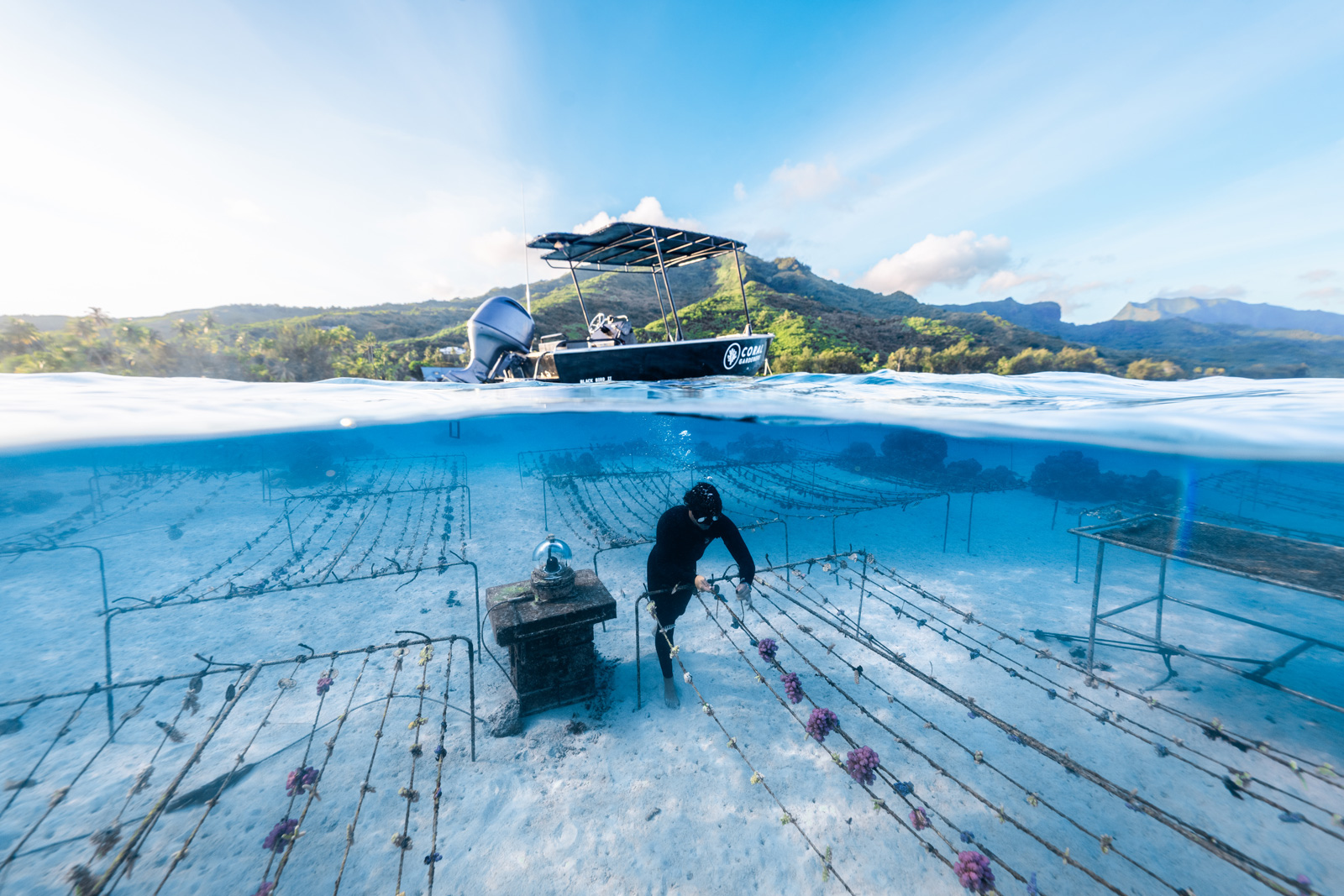 Man underwater, working on ocean life conservation maintaince