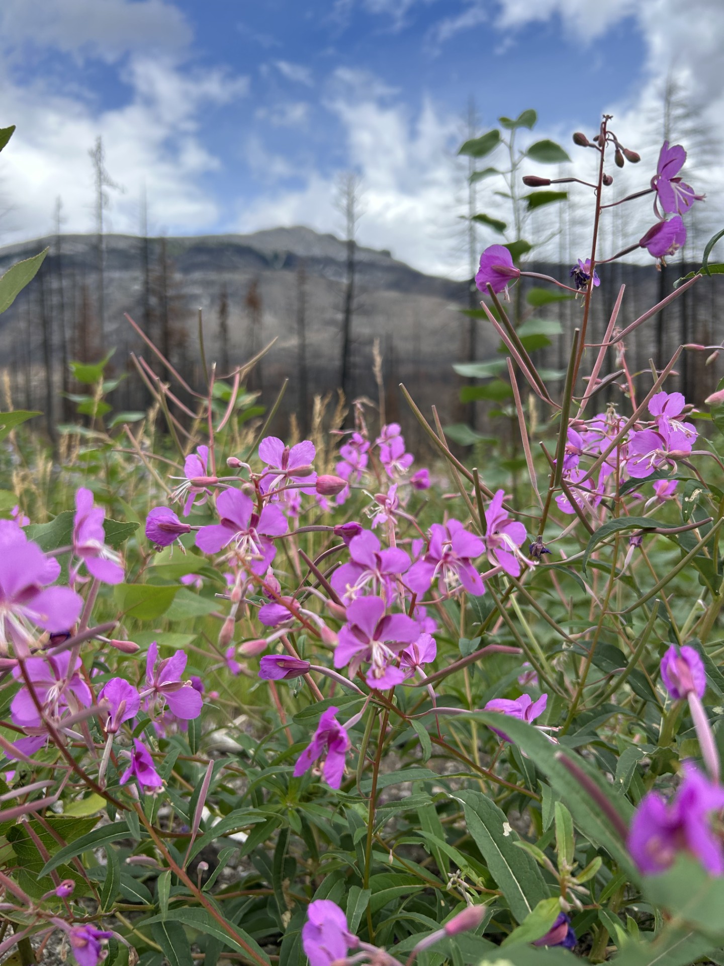 Pink flowers in a field