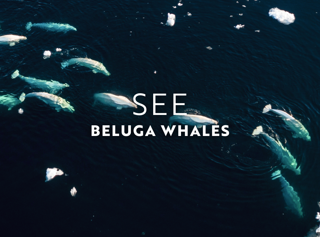 In August, watch beluga whales swim up Alaska's Cook Inlet.