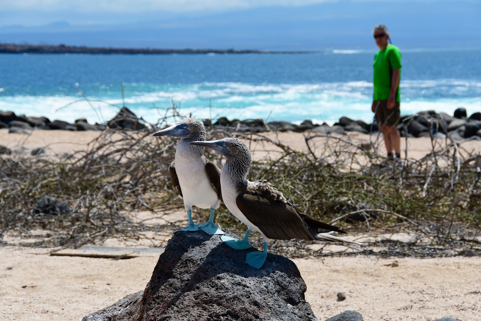 Two seagulls on a rock, with a person standing on the beach