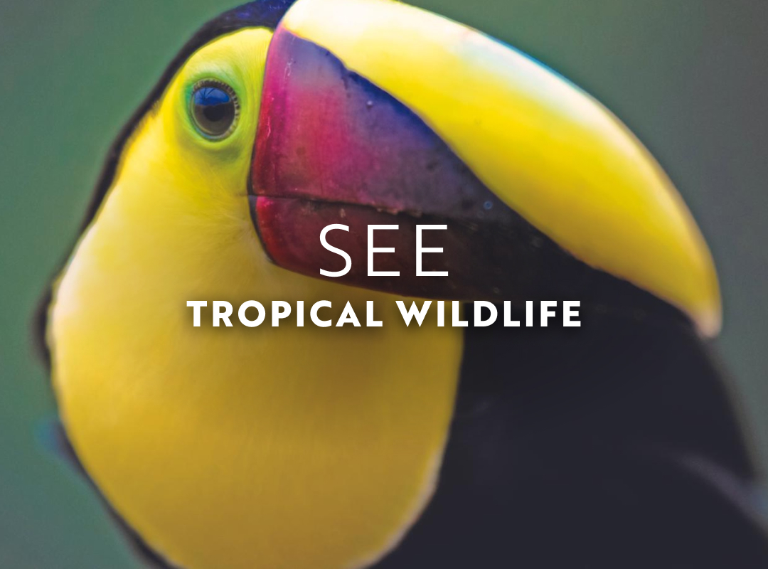 In July, see many brightly colored wildlife live on the beachfront of Costa Rica.