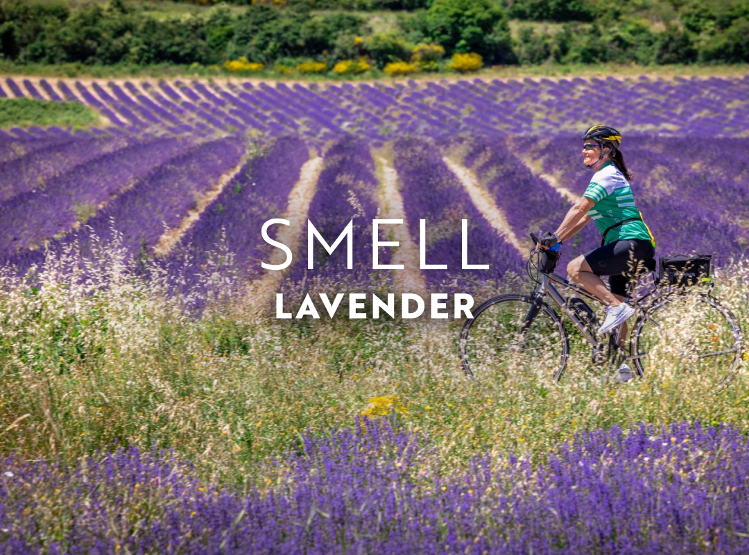 In July, smell lavender at its peak in Provence.