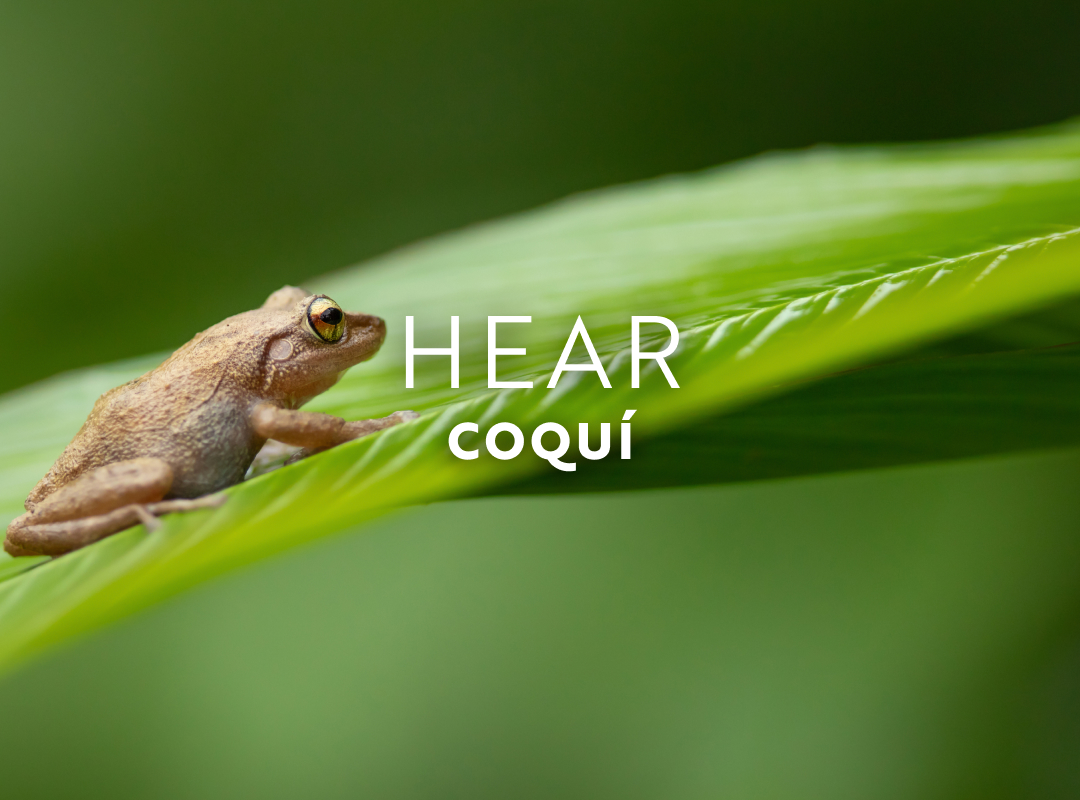 In June, hear the calls of the male coquí frog on Hawaii’s Big Island.