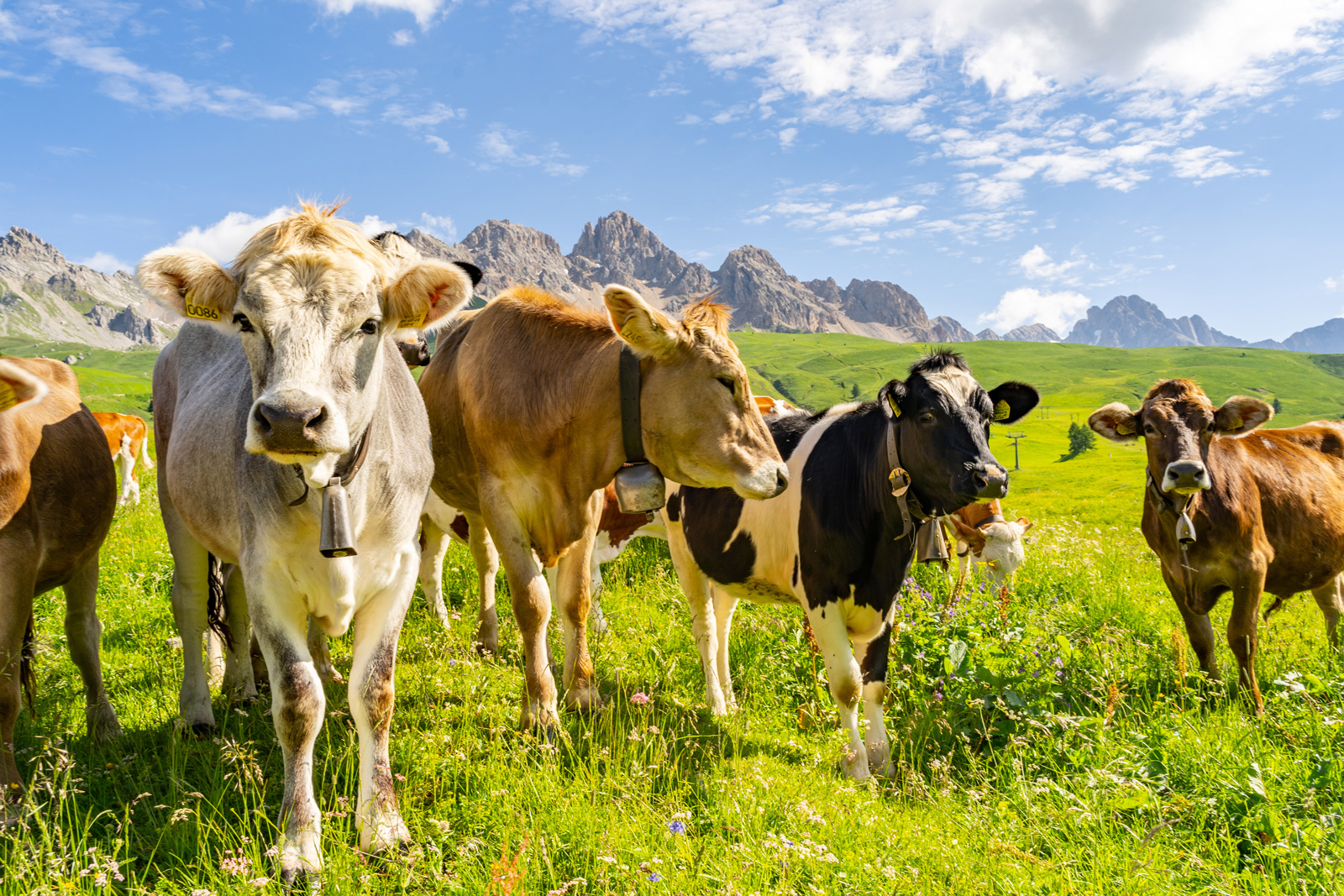 Dolomites cows contribute to Italy's celebrated cheeses.
