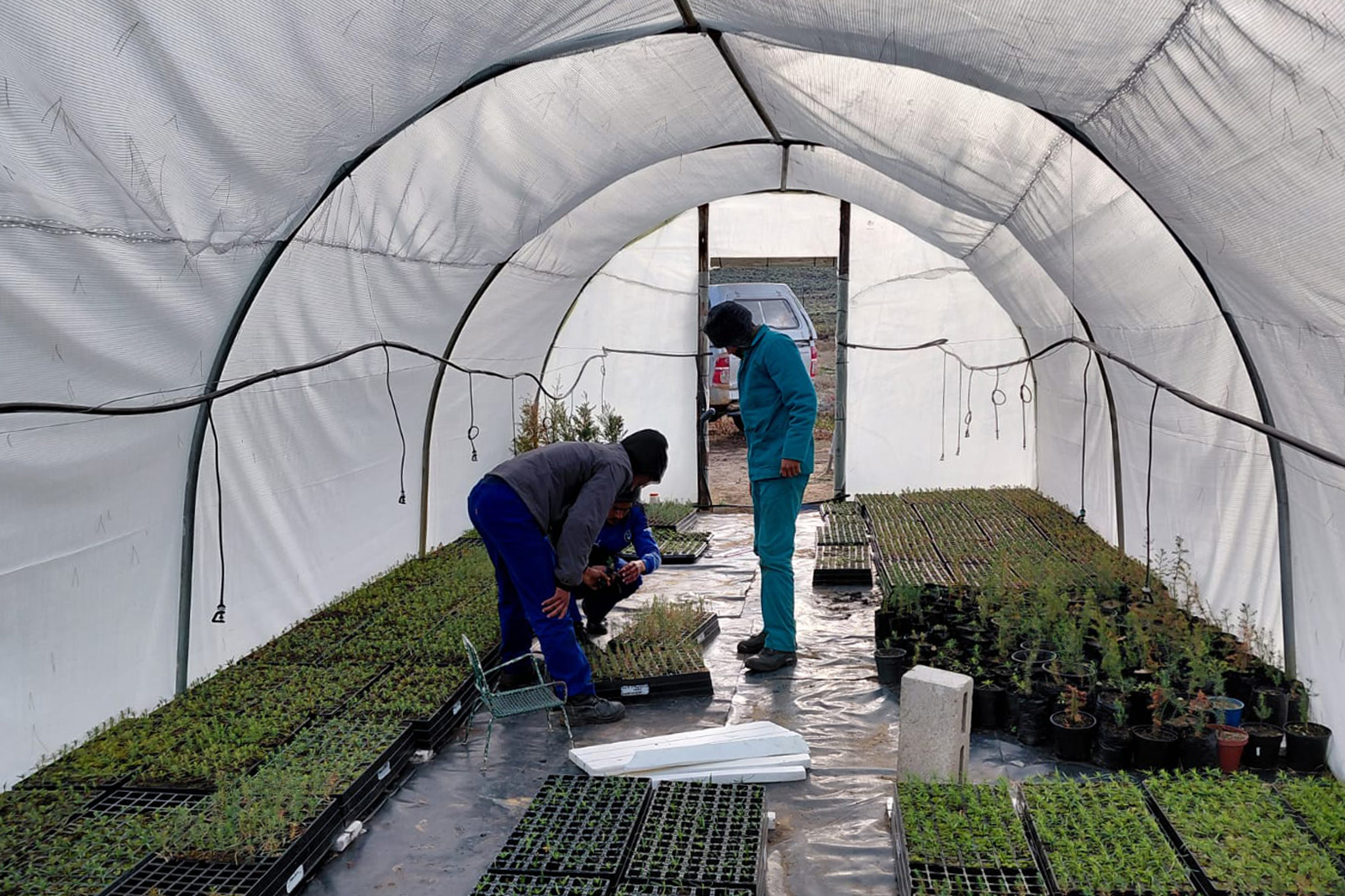 Greenhouse nursery with two people attending plants