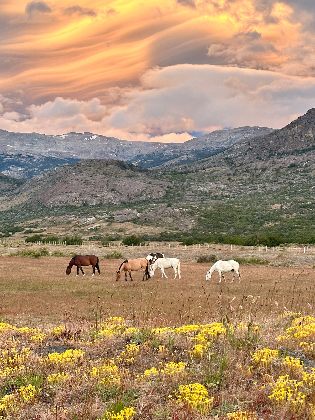 Horses grazing at sunset with mountains in the back