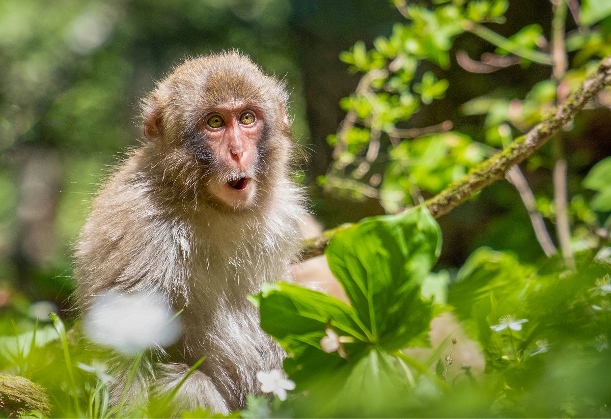 Japan Family Adventure Tour | Backroads Adventure Travel