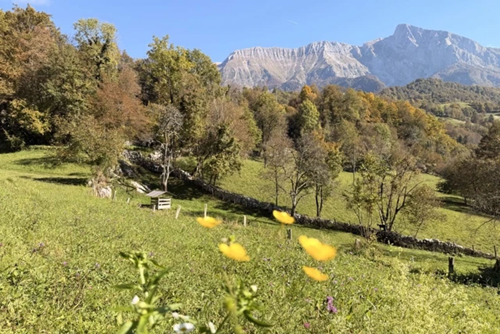 Yellow flowers in a field of grass, with tall trees and mountains in the distance