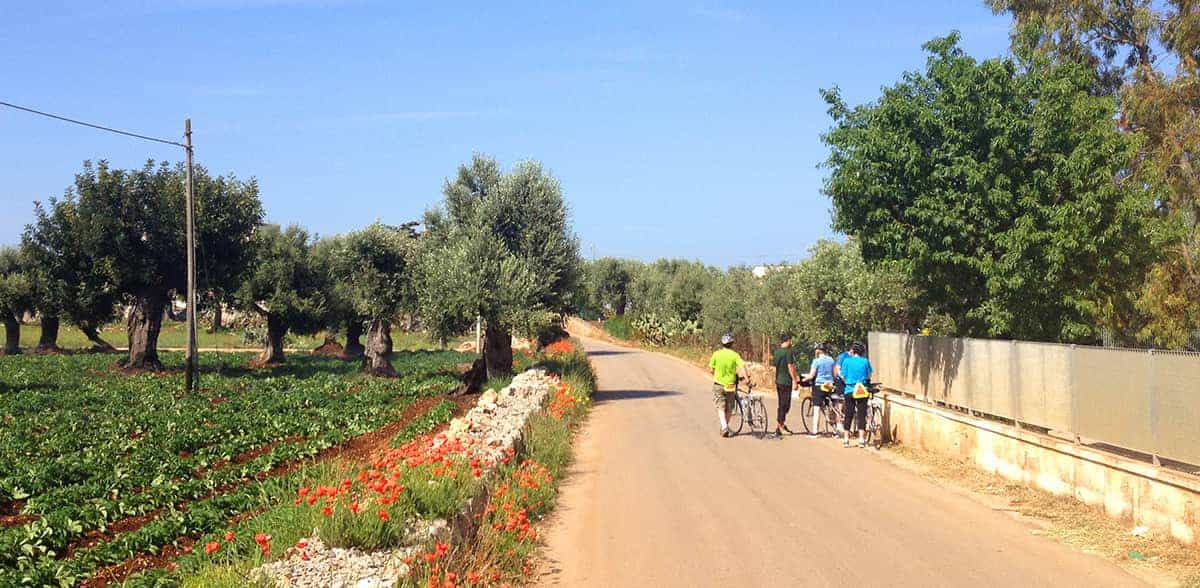 Guests stopped by spring vegetable field in Puglia, Italy