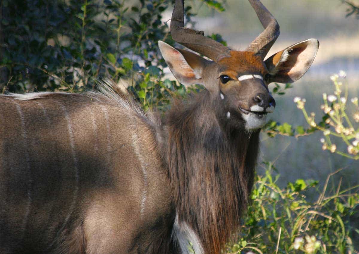 Kudu in South Africa