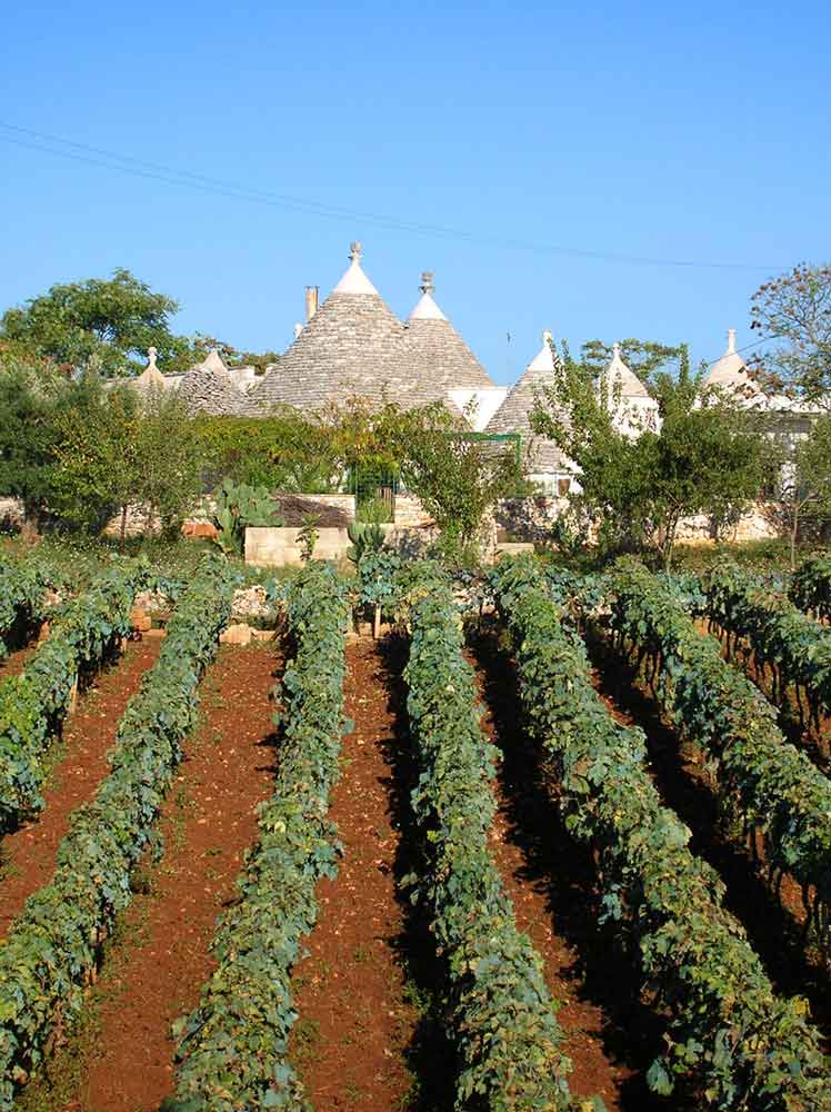 Vinyard with trulli buildings in Puglia, Italy