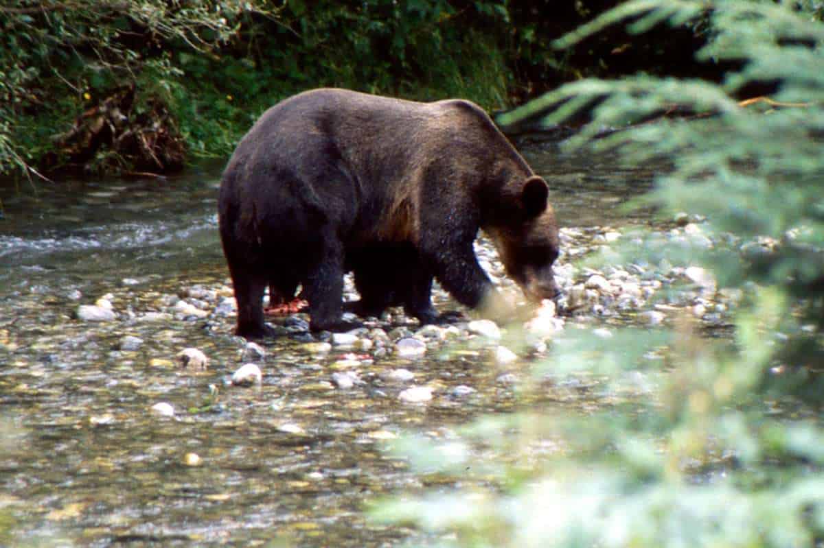 Grizzly bear with diagnostic hump over the shoulders