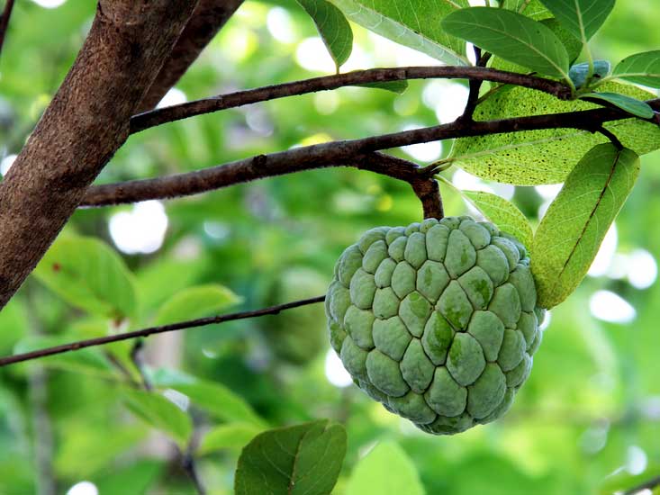cherimoya, or custard apple, on tree