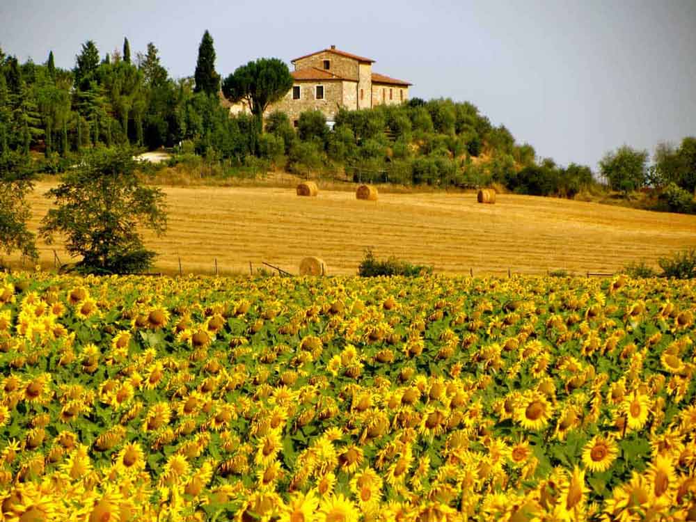 Sunflowers in Tuscany